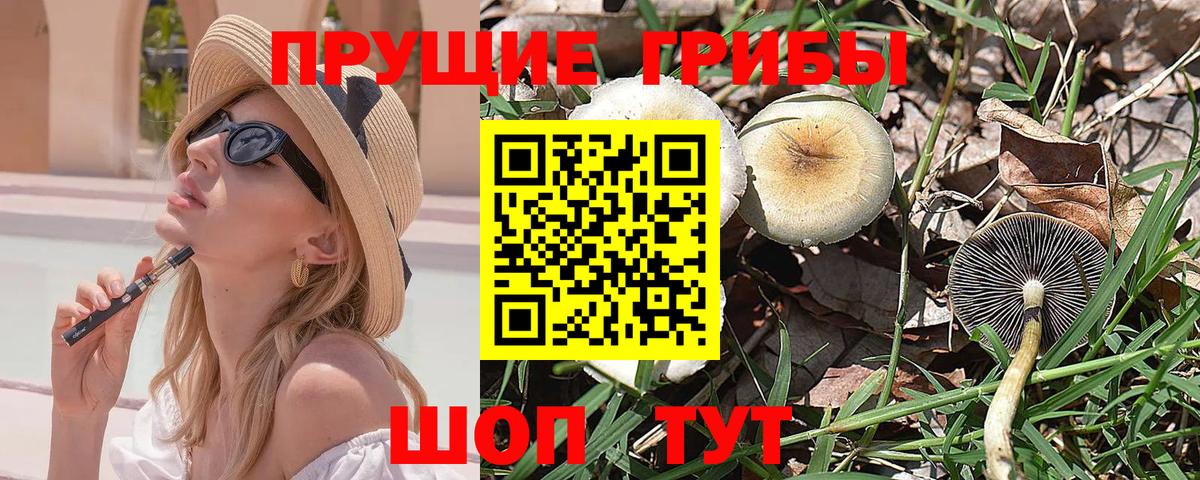 Канаш  Псилоцибиновые грибы Psilocybe  Вход с VPN 